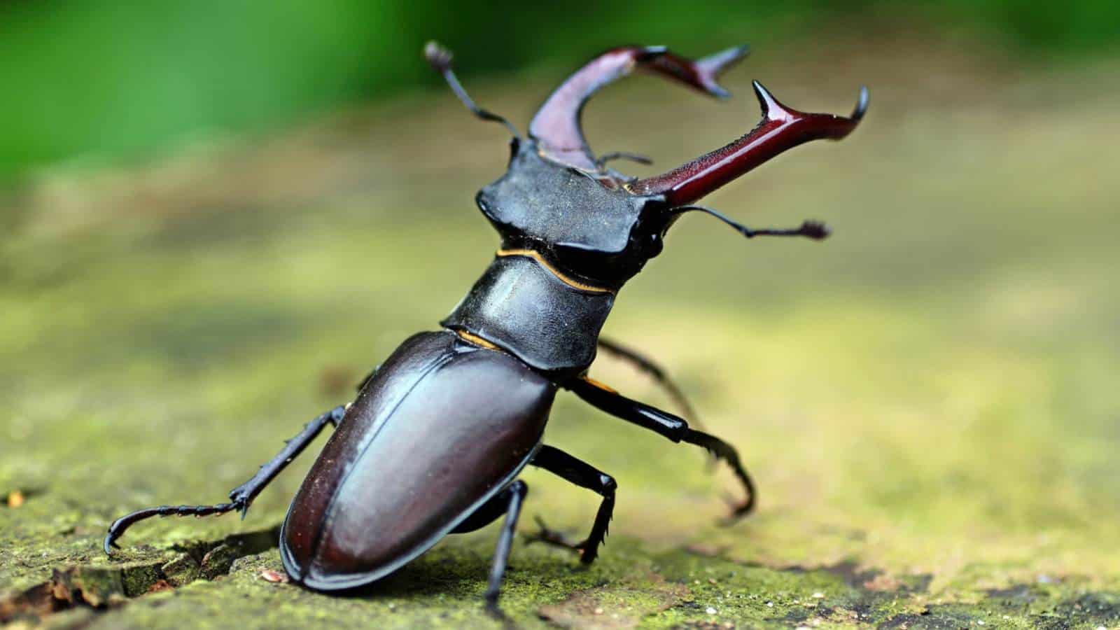 stag beetle
